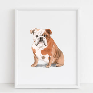 English Bulldog